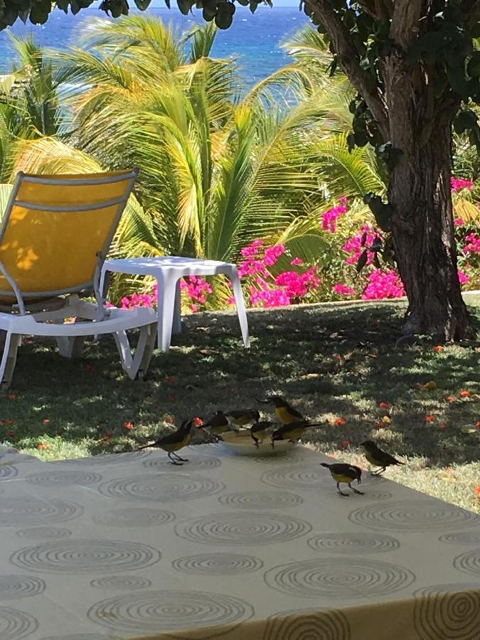 Villa Guadeloupe Saint Francois Acces Mer Piscine Iguana Bay - Villa Zagadi Buitenkant foto